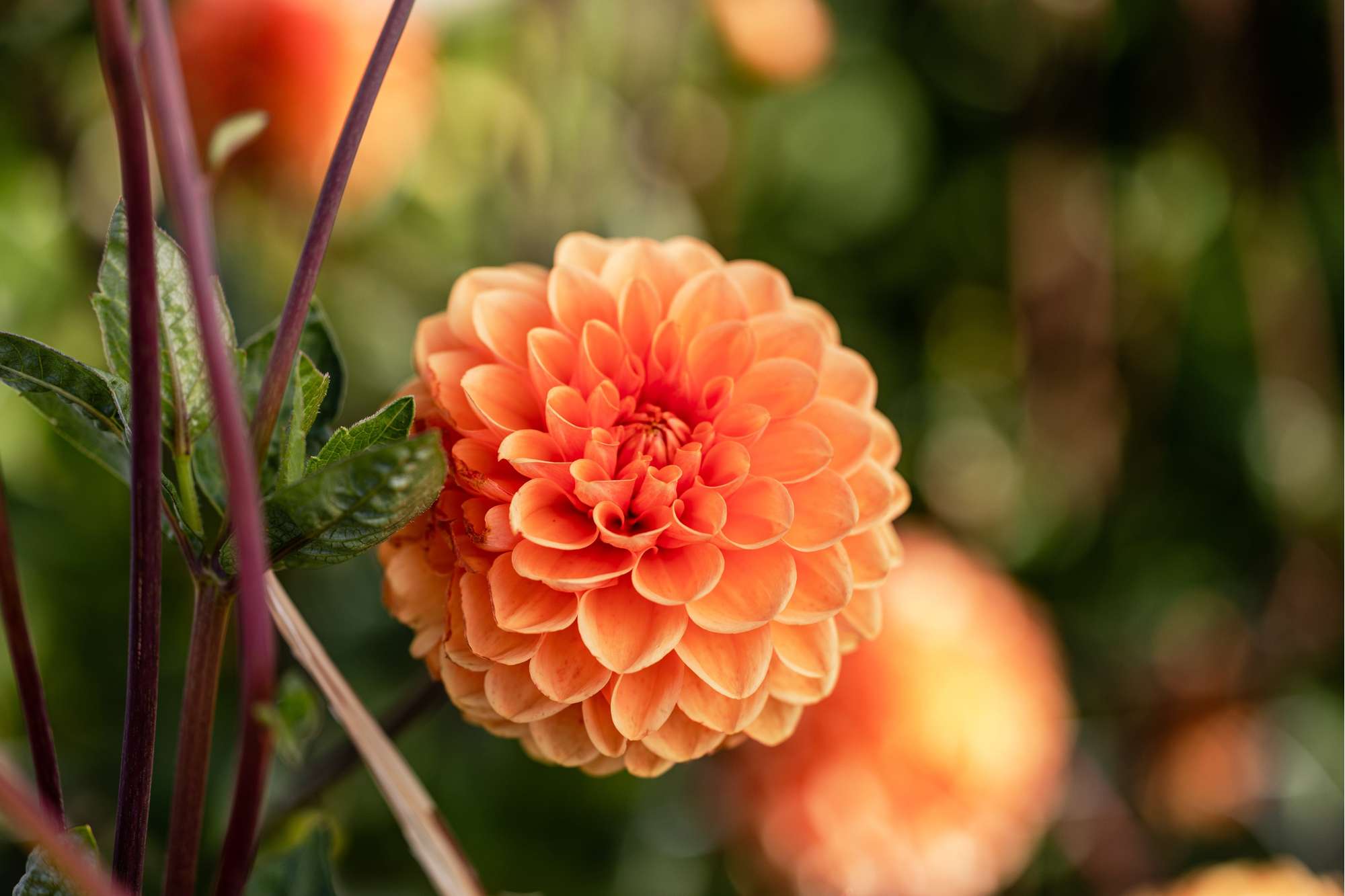 Dahlia 'Sylvia'